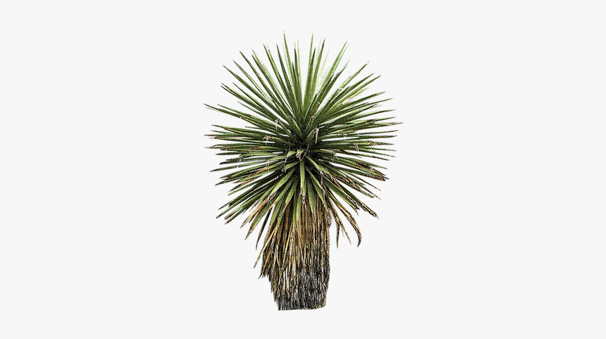 #planta #plant #plants #nature #naturaleza #biodiversidad - Yucca With Transparent Background, HD Png Download