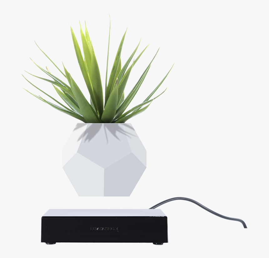 Agave, HD Png Download