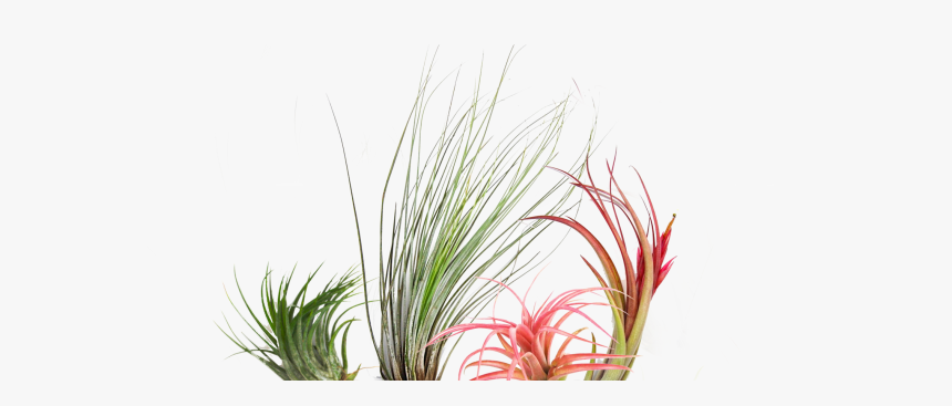 Grass, HD Png Download