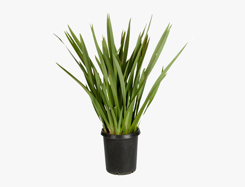 Sweet Grass, HD Png Download