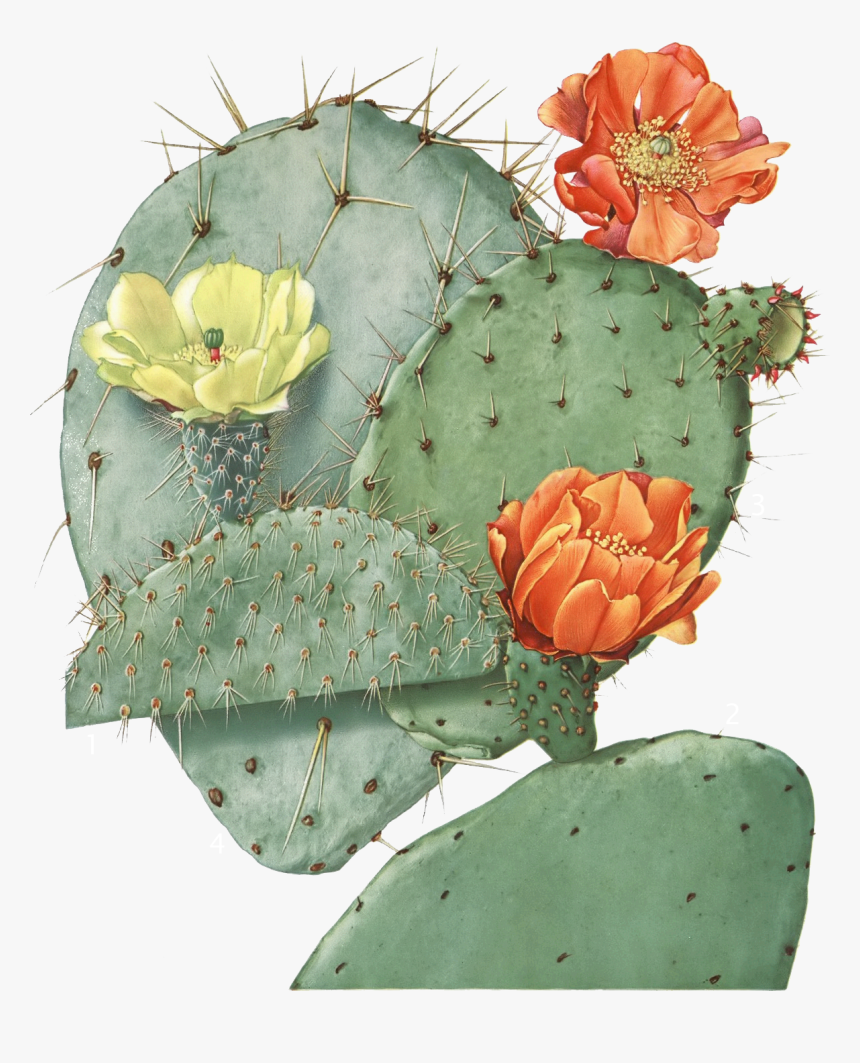 Opuntia Ficus Indica, HD Png Download
