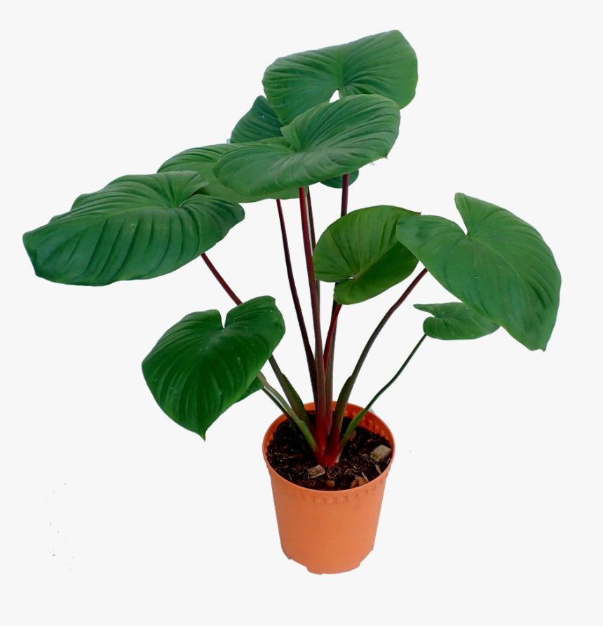 Flowerpot, HD Png Download