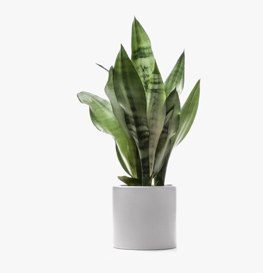 Planta De Árbol De Dragón Dracaena Fragans Luz - Transparent Background House Plant Png, Png Download