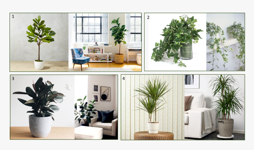 Plants - Interior Design, HD Png Download
