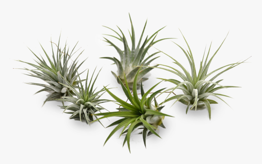 Agave, HD Png Download