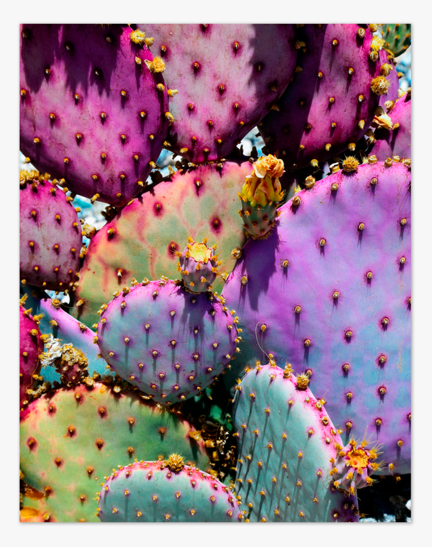 Rainbow Cactus, HD Png Download