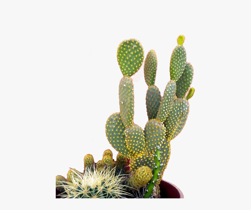 Cactus Mur Rose, HD Png Download