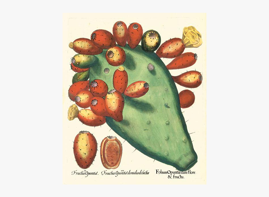 Picture Of Prickly Pear Besler Hortus Eystettensis - Basilius Besler The Book Of Plants, HD Png Download