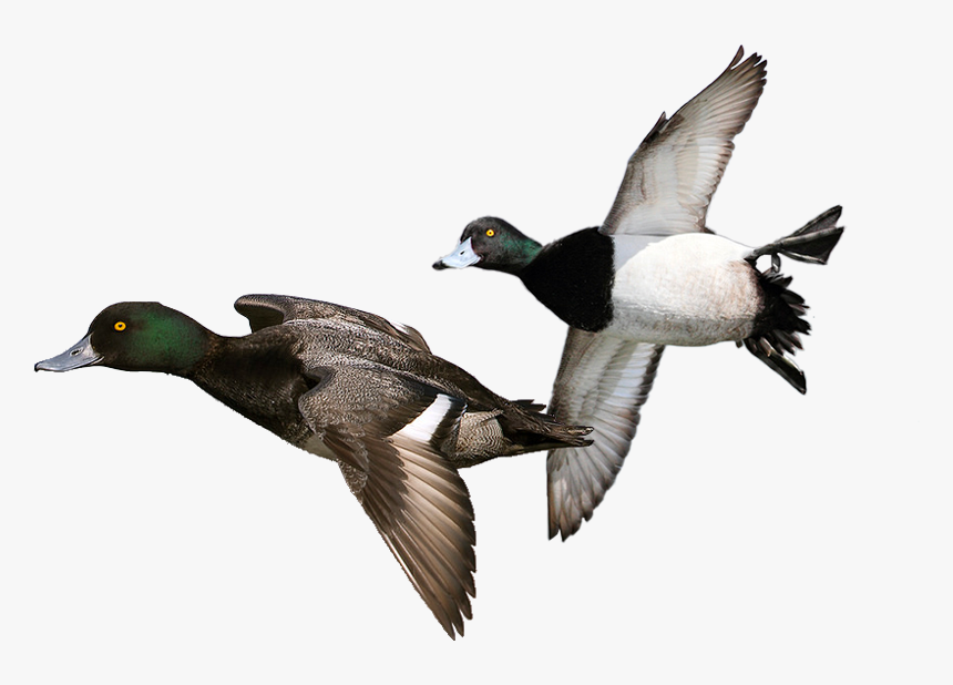Duck Hunt Duck Png - Diver Duck, Transparent Png