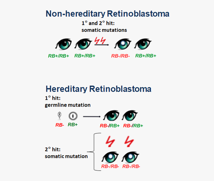 Retinoblastoma Gene, HD Png Download