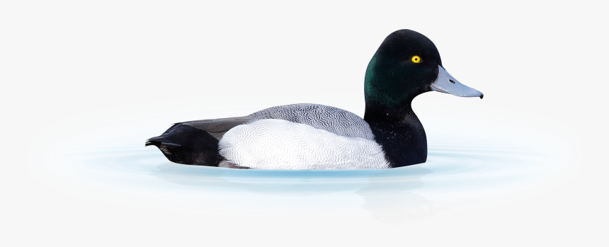 A Scaup Duck Isolated From Background Sitting On Water - Greater Scaup, HD Png Download
