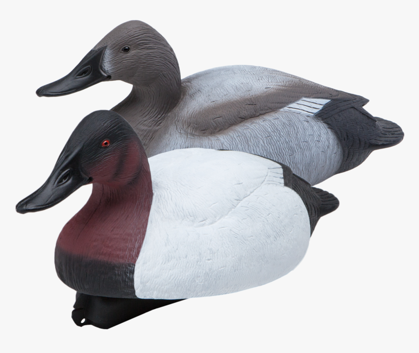 Floating Canvasbacks Six Pack Of Duck Hunting Decoys, HD Png Download