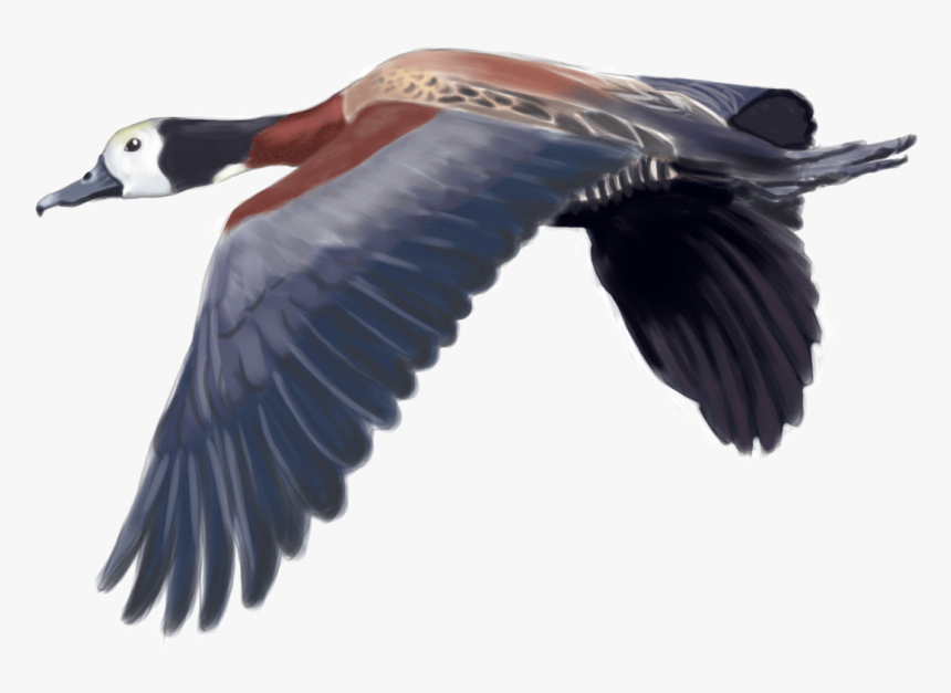 White Faced Duck Png, Transparent Png