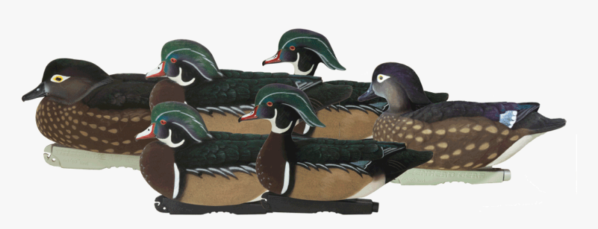 74135 Pro-grade Ffd Elite Wood Ducks 6pack Studio - Wood Duck, HD Png Download