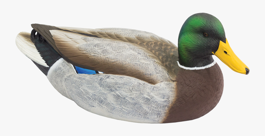 Livecraft Series Floating Mallard Drake Duck Hunting - Mallard Drake Decoy, HD Png Download