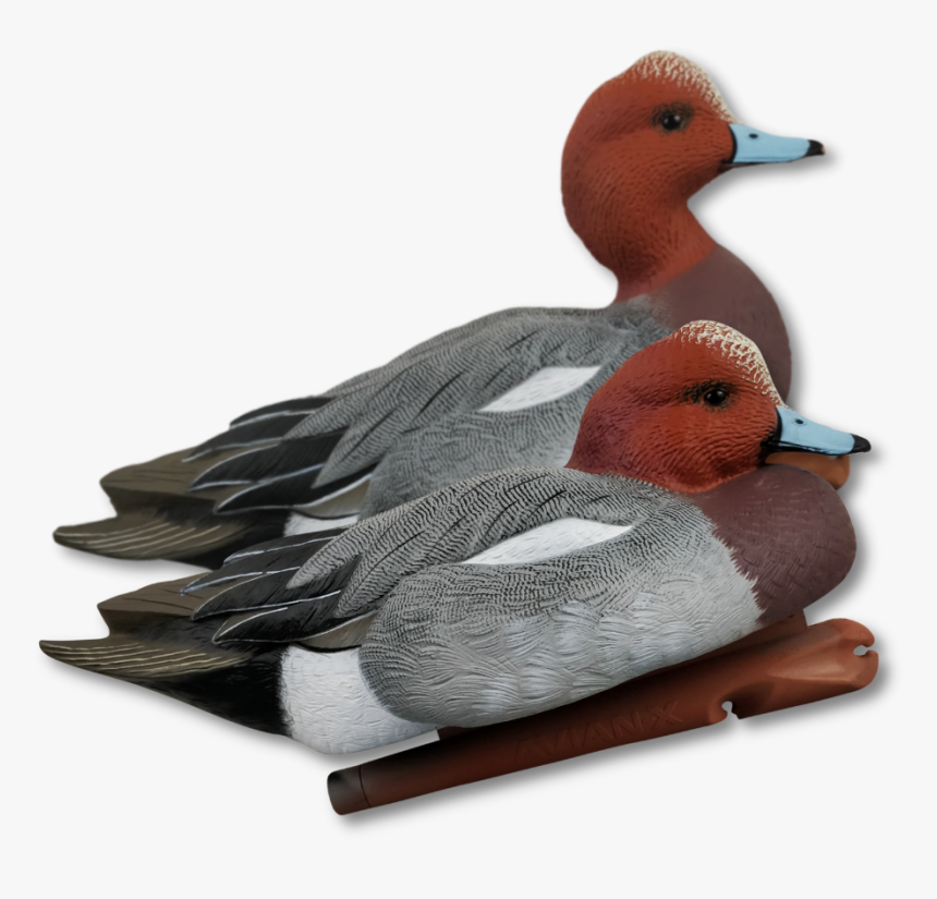 Redhead, HD Png Download