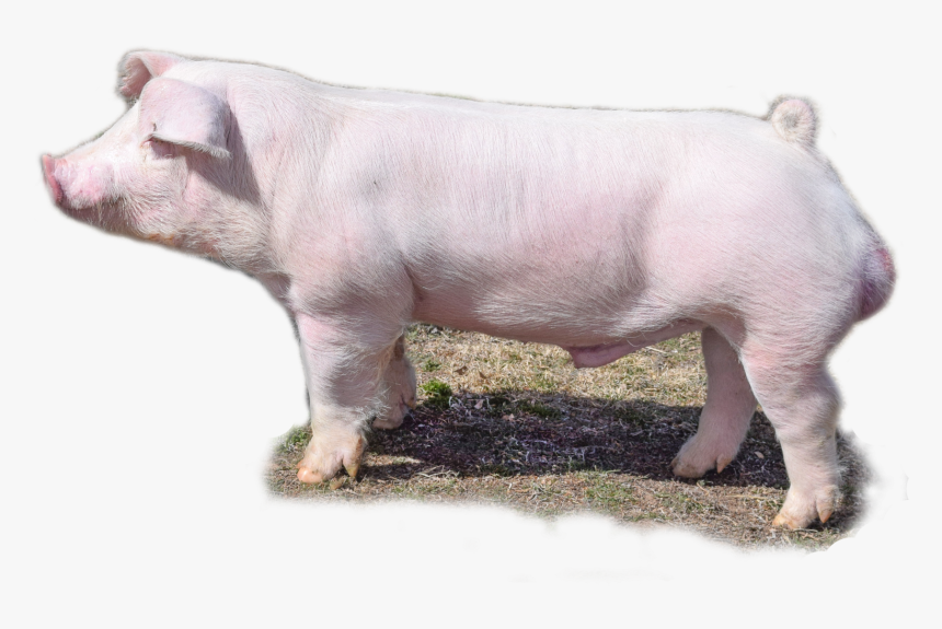 Domestic Pig, HD Png Download