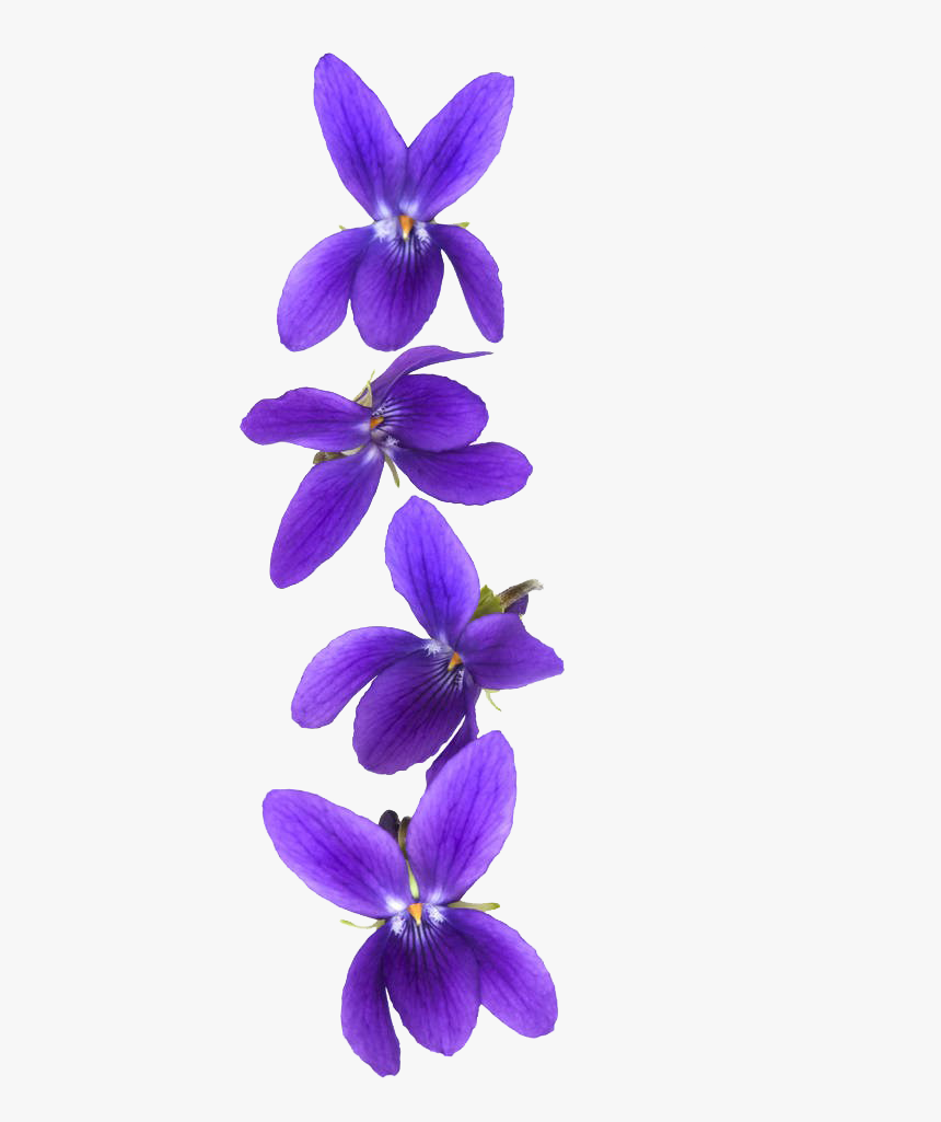 Customer Violet Stock Photography - Violet Flower Background Png, Transparent Png