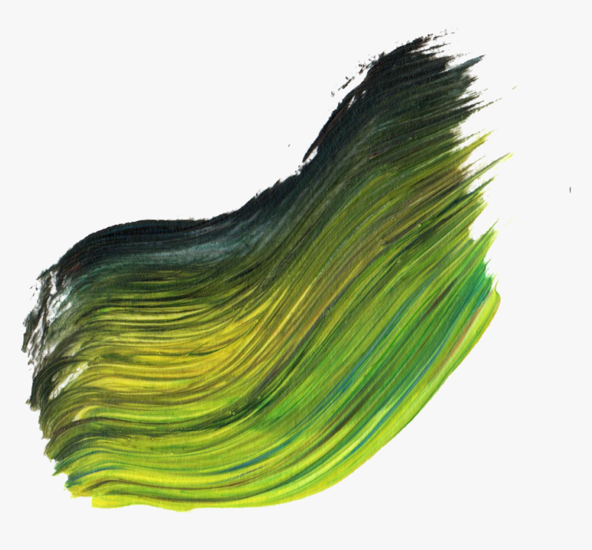 Sea Lettuce, HD Png Download