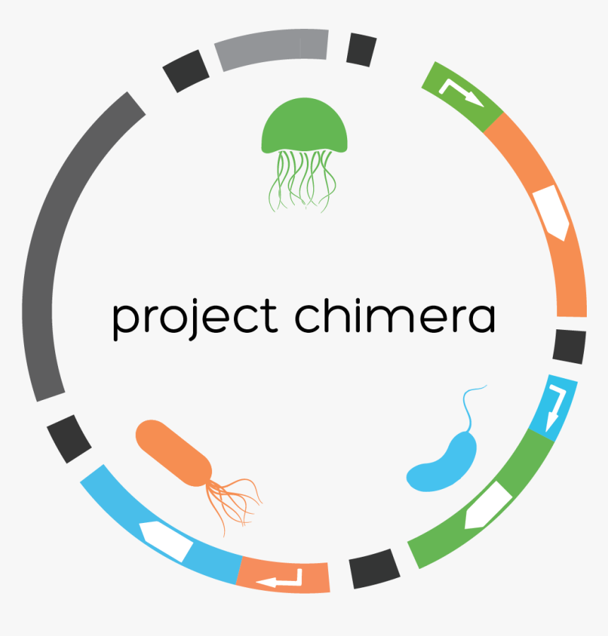Chimeraplasmid - Circle, HD Png Download