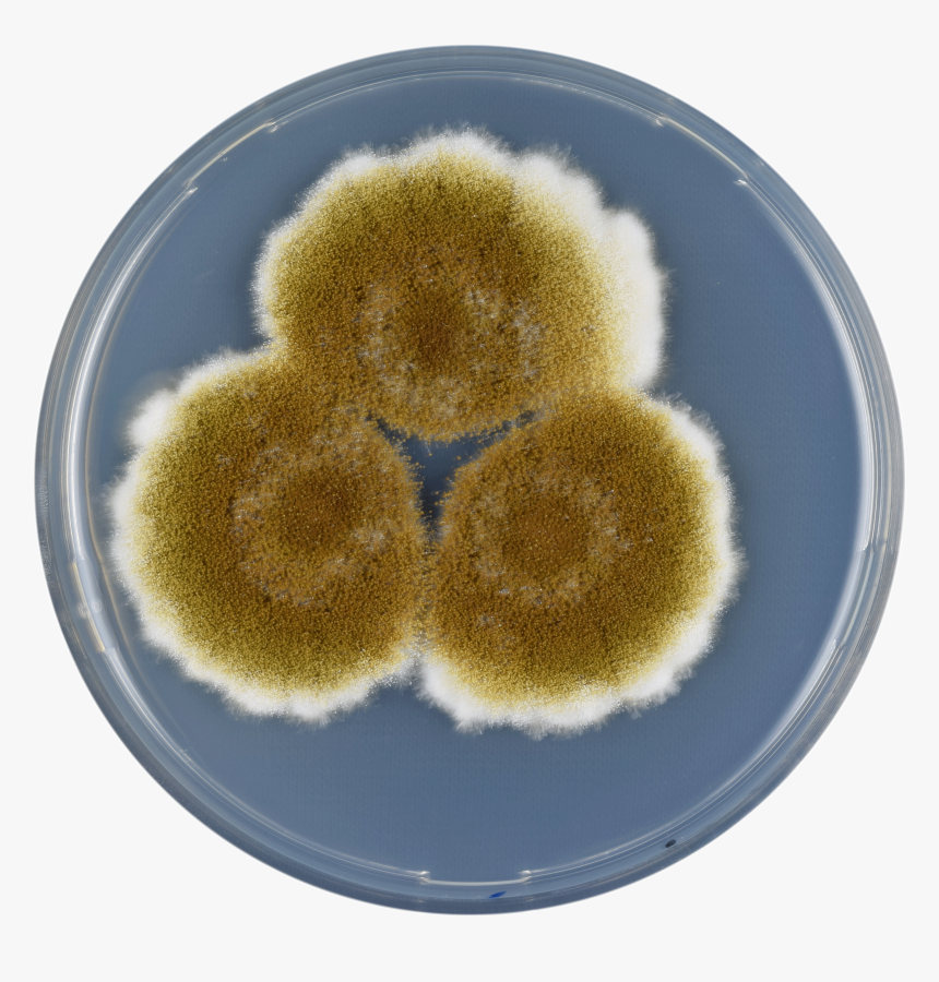 Aspergillus Tamarii Cya - Aspergillus Tamarii, HD Png Download
