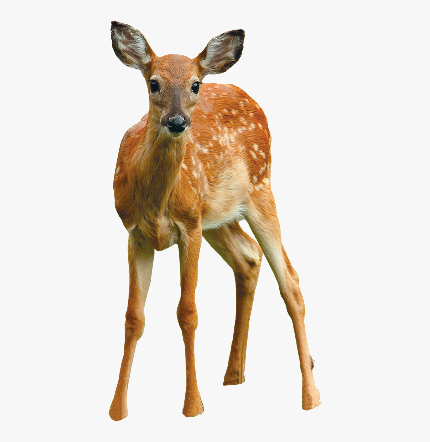 Clip Art Say Cheese September Cooperative - White-tailed Deer, HD Png Download