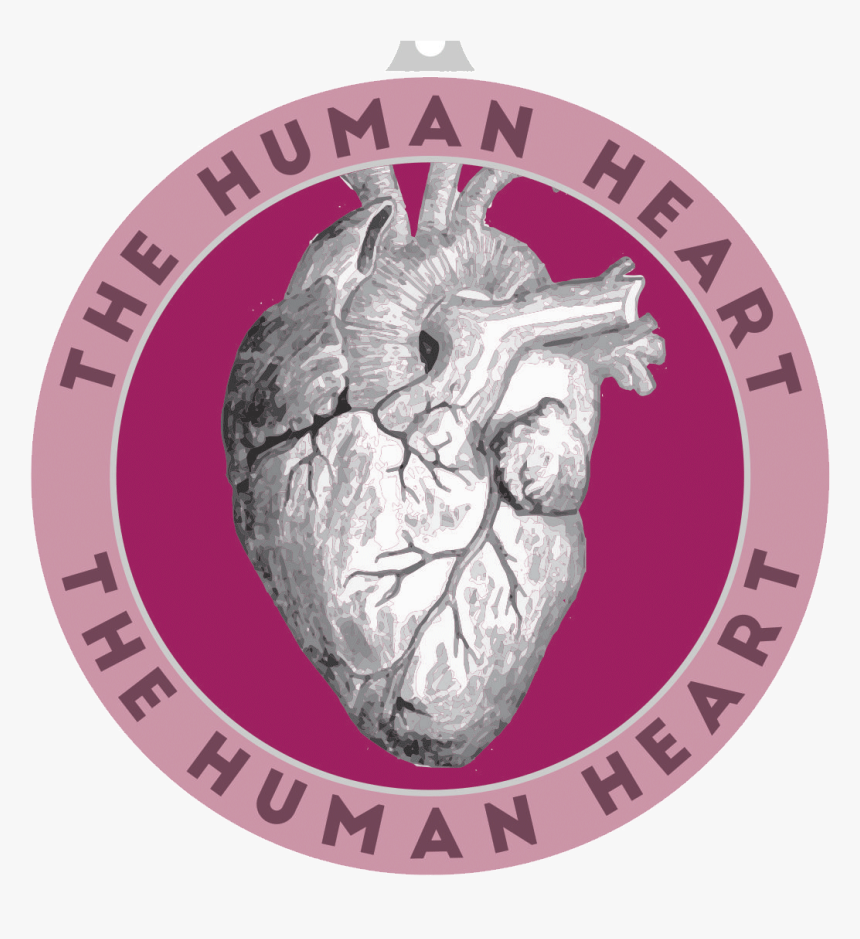 They Are Part Of Our Circulatory System And They Are - Human Heart, HD Png Download