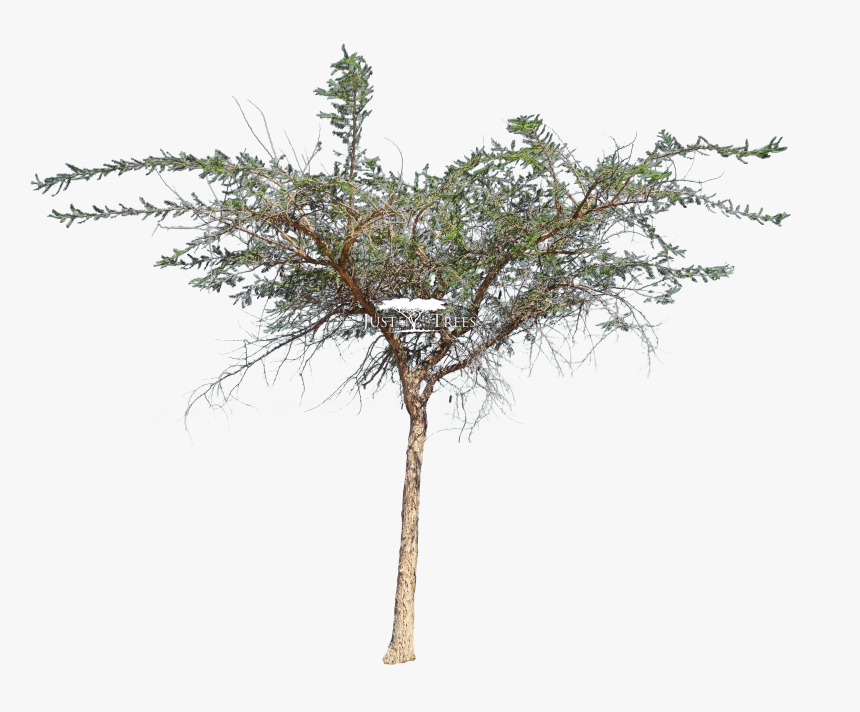 Vachellia Xanthophloea Png, Transparent Png
