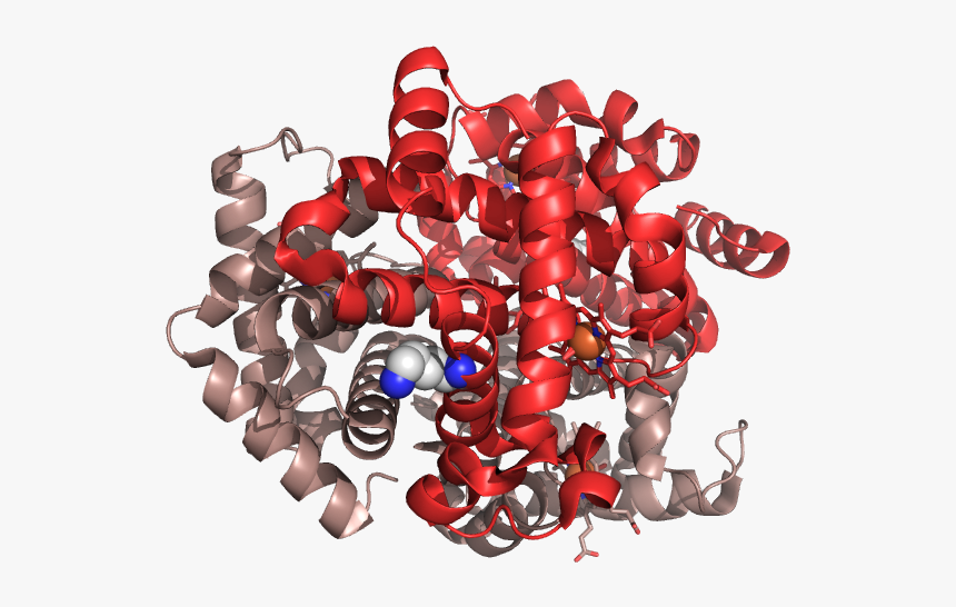 Hemoglobin E 1yvt - Hemoglobin, HD Png Download