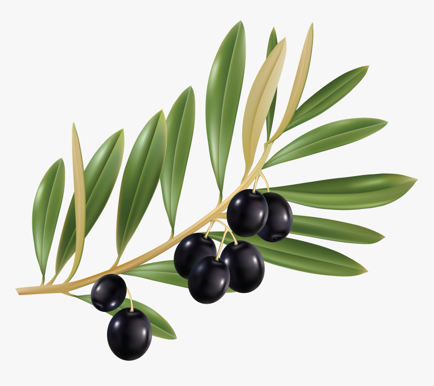 Transparent Background Olive Png, Png Download