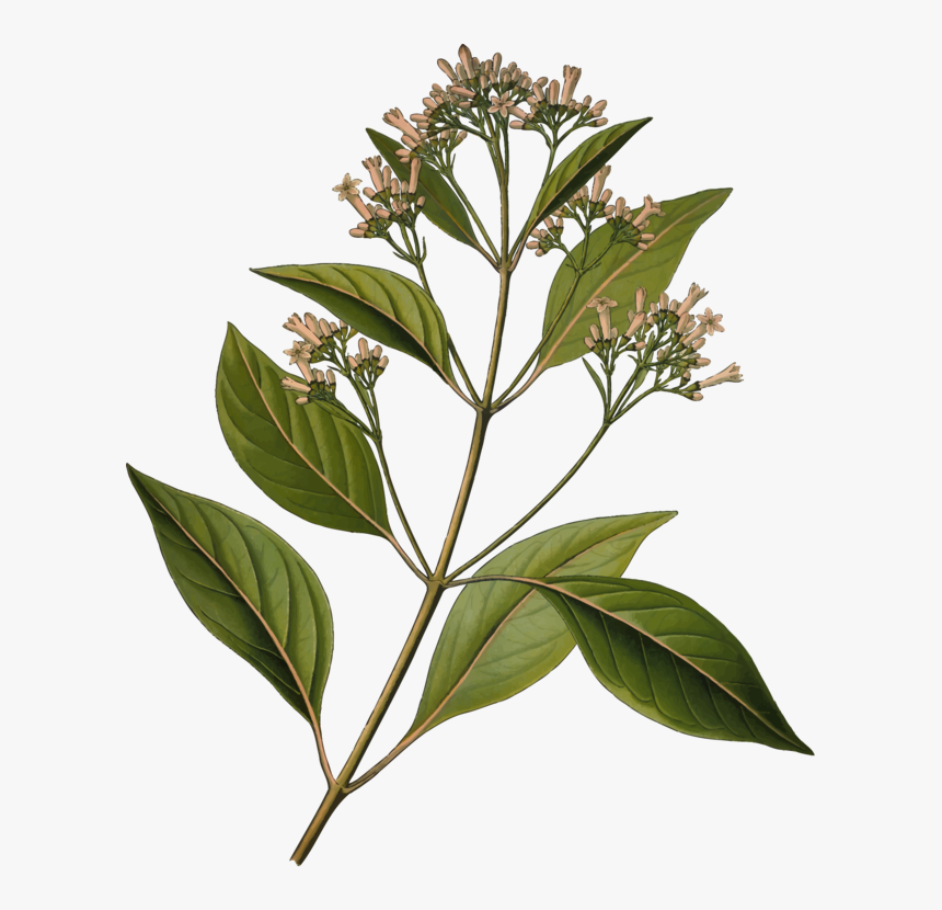 Quinine Cinchona Pubescens Bark Tonic Water Medicinal - Cinchona Officinalis, HD Png Download