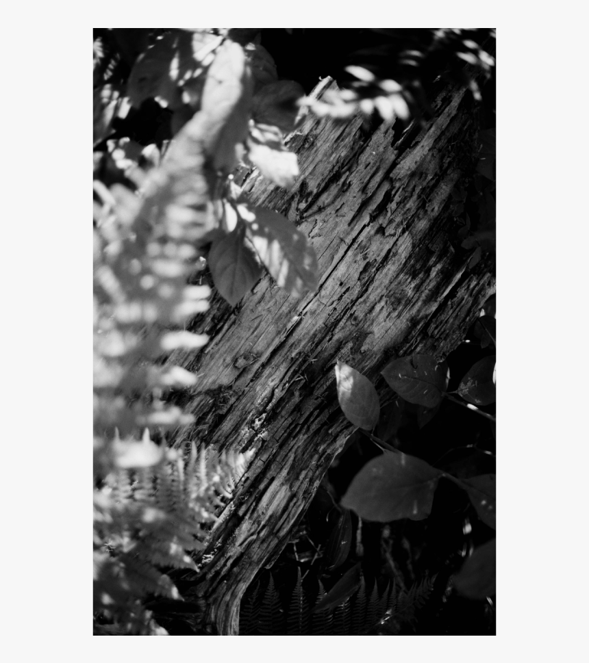 Bark, HD Png Download