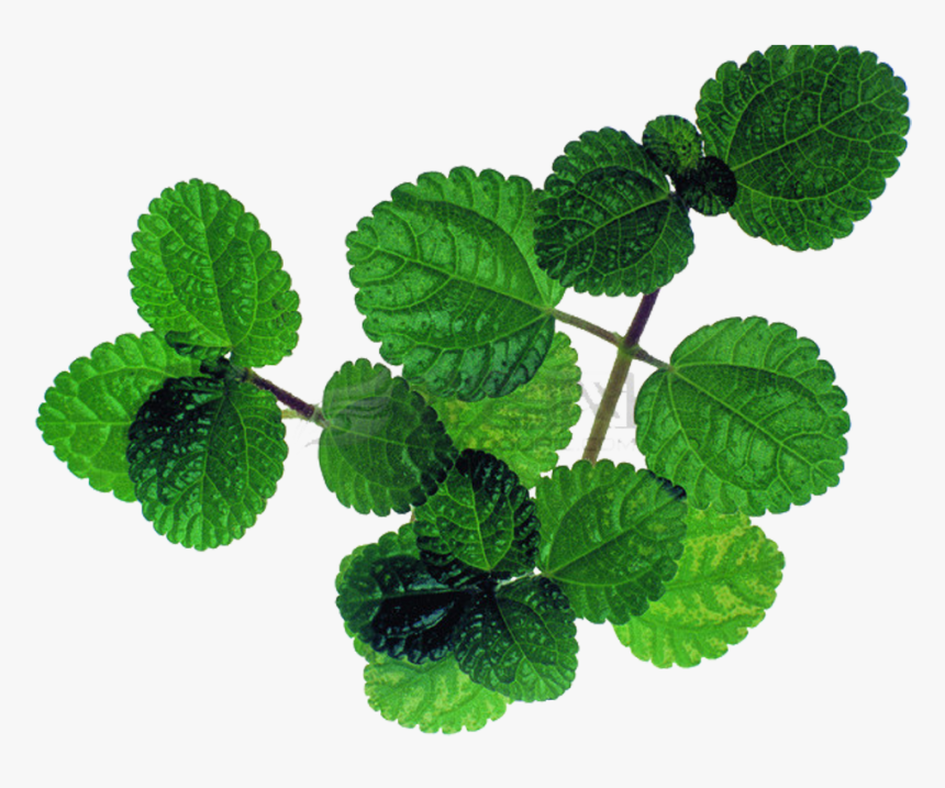 Mentha Spicata Peppermint Leaf - Mint, HD Png Download