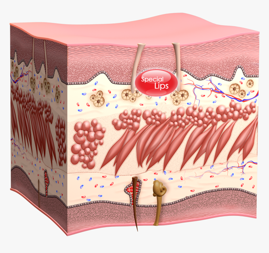 Mattress Pad, HD Png Download