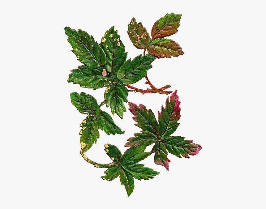Collection Of Leaf - Vintage Leaves Png, Transparent Png