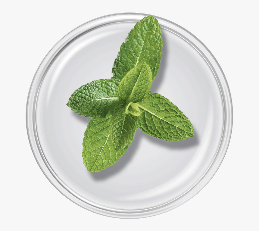 Spearmint Oil - Bowl, HD Png Download