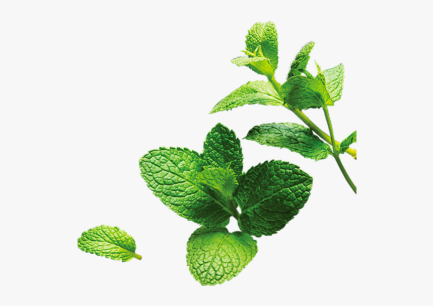 20647 4oc Bio 16 Mt - Strawberry, HD Png Download