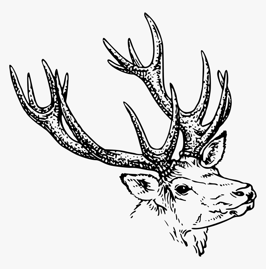 Jelen Kova Glava Openclipart - Stag Head Drawing, HD Png Download