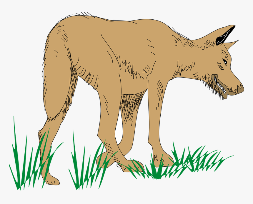 Wolf, Animal, Mammal, Brown, Grass, Food, Hunting - Animated Walking Dog Png, Transparent Png