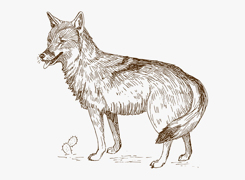 Coyote Clip Art, HD Png Download