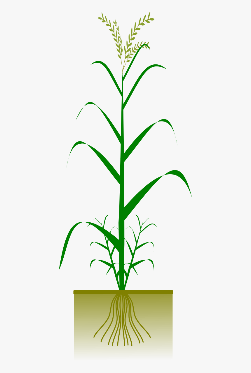 Cereal By Gsagri Science - Png Maize Plant, Transparent Png