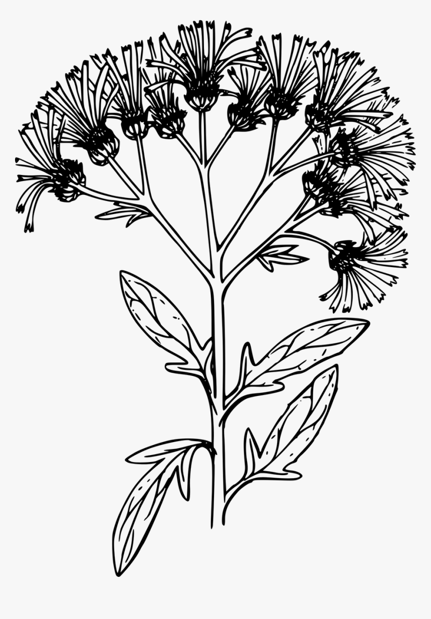 Chrysanths, HD Png Download