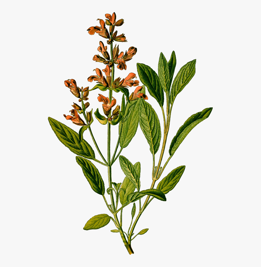 Sage - Salvia Officinalis Botanical, HD Png Download
