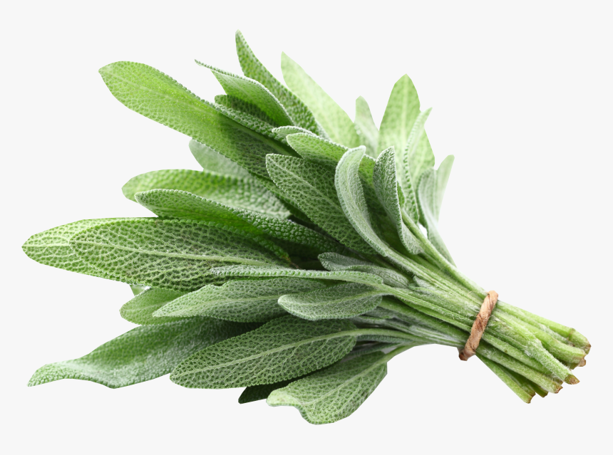 Clip Art Pictures Of Sage Plants, HD Png Download