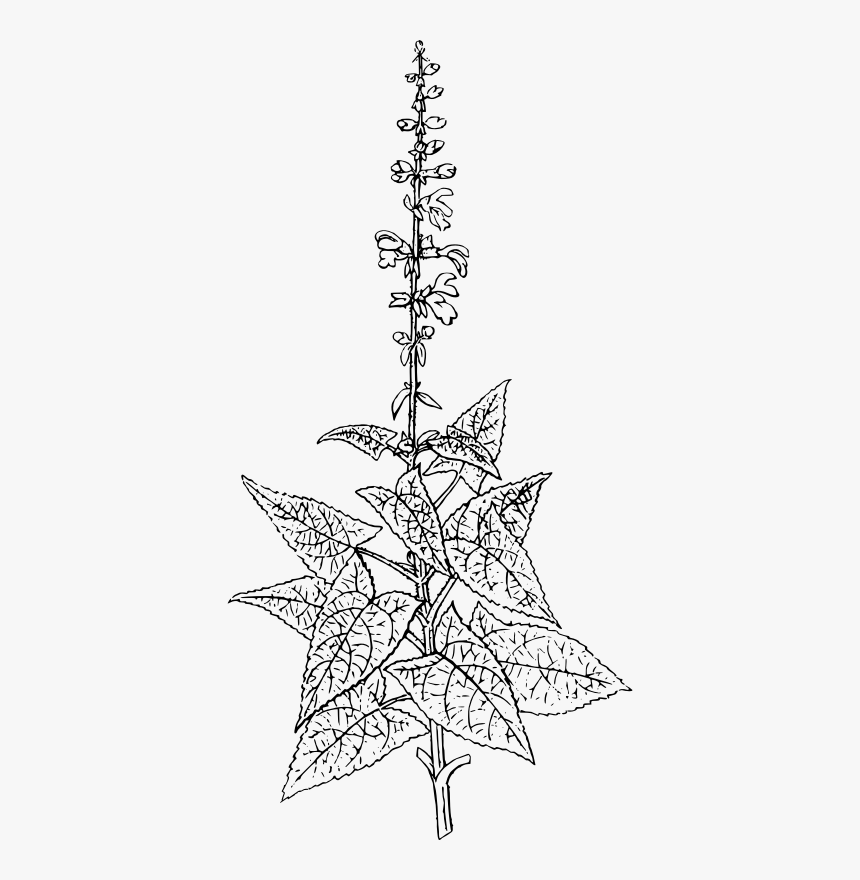 Sticky Sage - Clip Art, HD Png Download