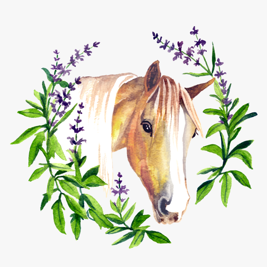 Transparent Horse Hoof Png - Sage, Png Download