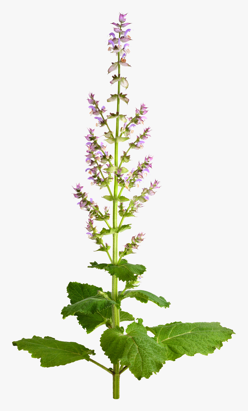 Salvia Sclarea Png, Transparent Png