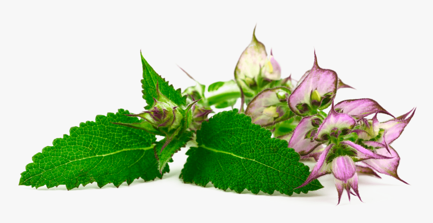 Corchorus, HD Png Download