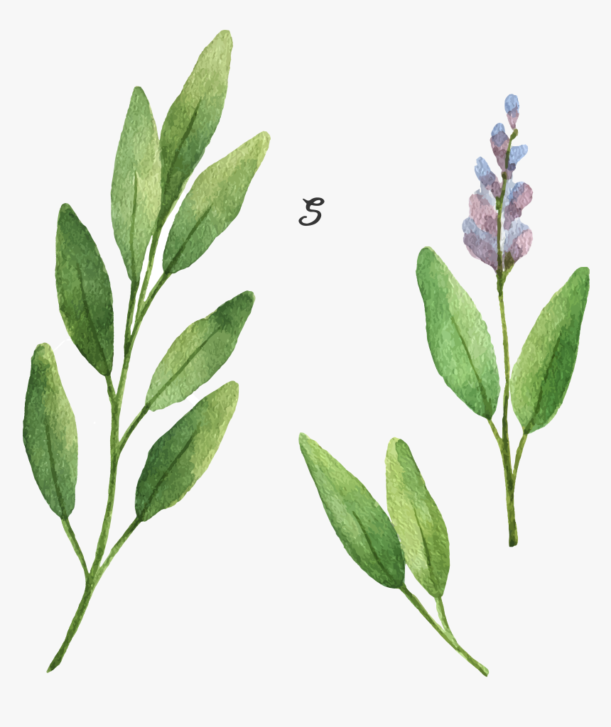 Common Sage Stock Illustration Drawing Illustration - Watercolor Sage Leaves, HD Png Download