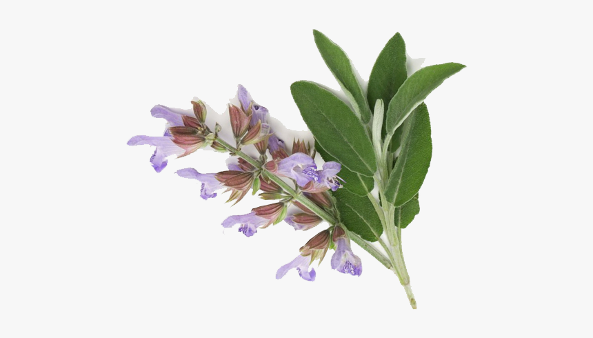 Sage Png, Transparent Png